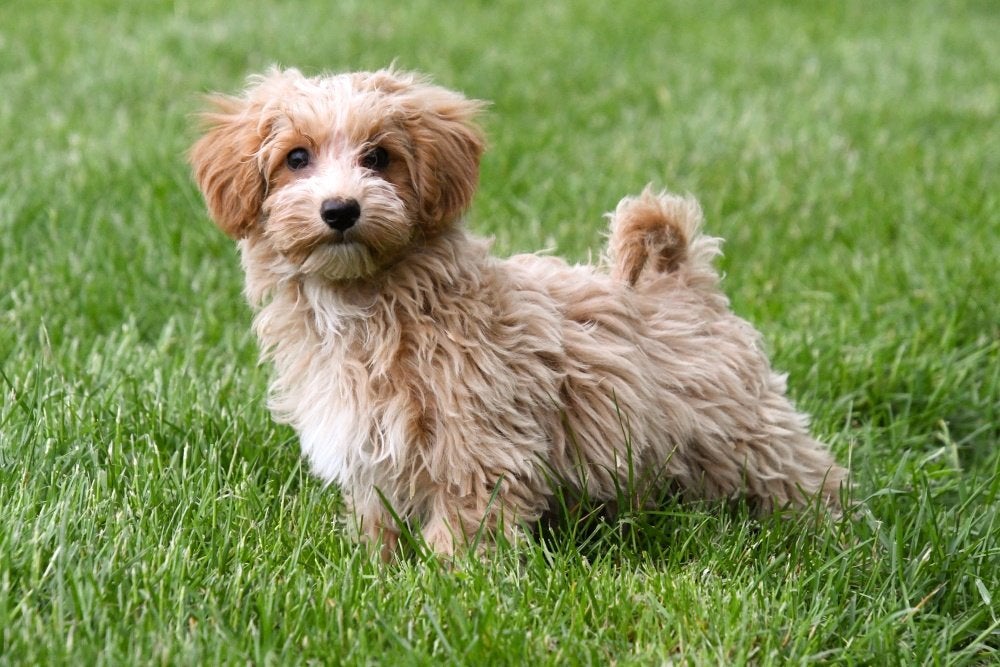 Maltipoo pups te koop, 15 weken tot 1 jaar, Overige rassen, Buitenland, Parvo