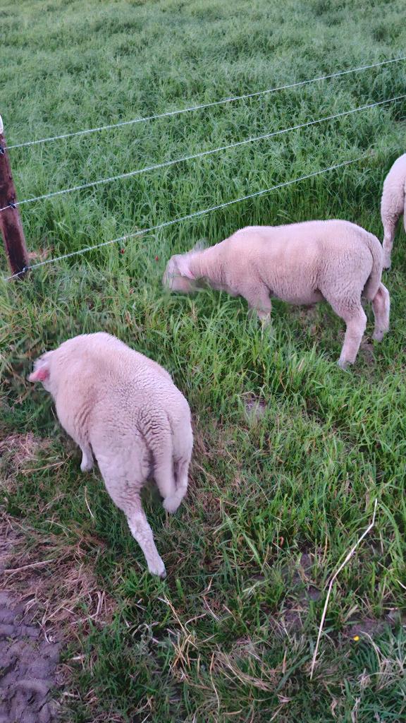 Schapen te koop, Dieren en Toebehoren, 0 tot 2 jaar