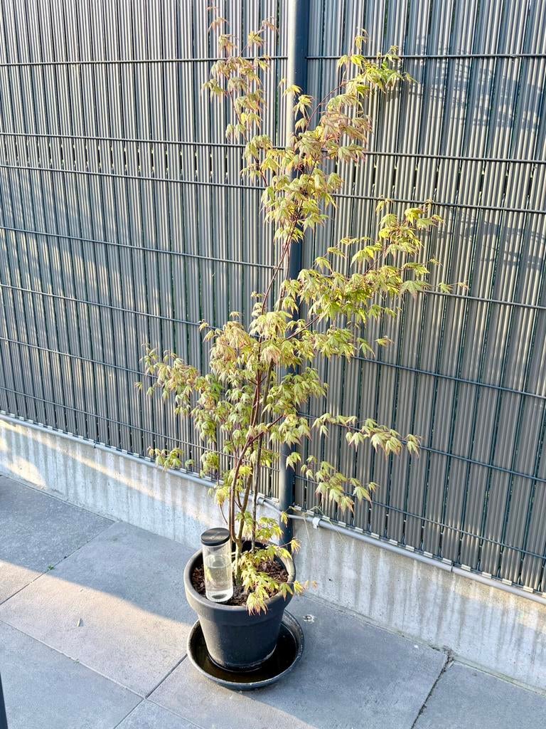 Érable (acer), Tuin en Terras, Ophalen