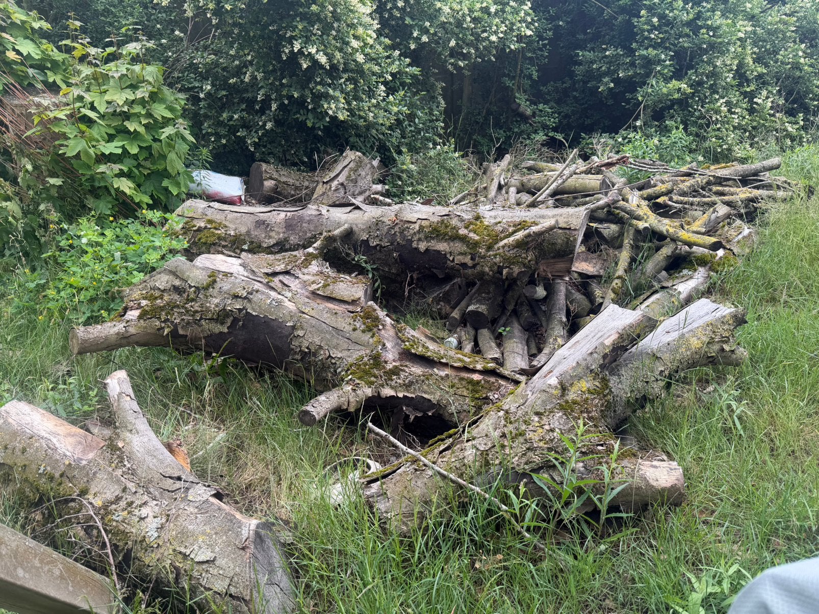 Brandhout gratis, Tuin en Terras, Brandhout, Ophalen, Stammen