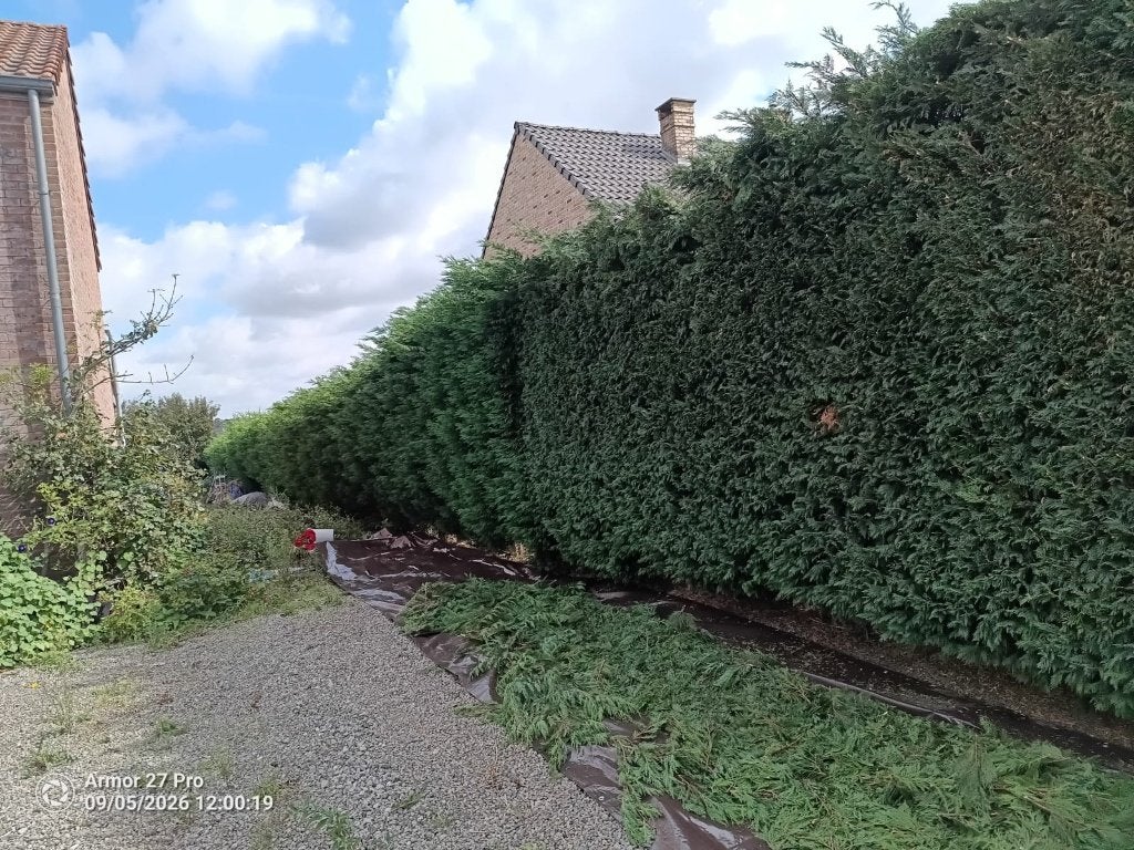 jardinier - taille taillage de haie - abattage/elagage, Enlèvement