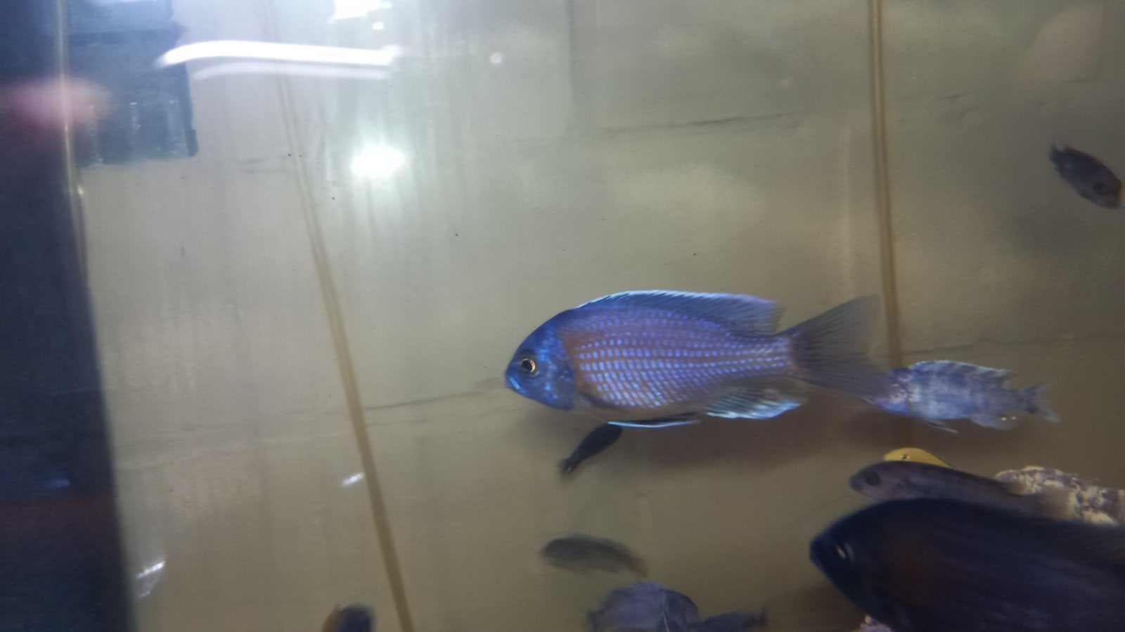 Malawi cichliden Utaka's, Dieren en Toebehoren, Vissen | Aquariumvissen