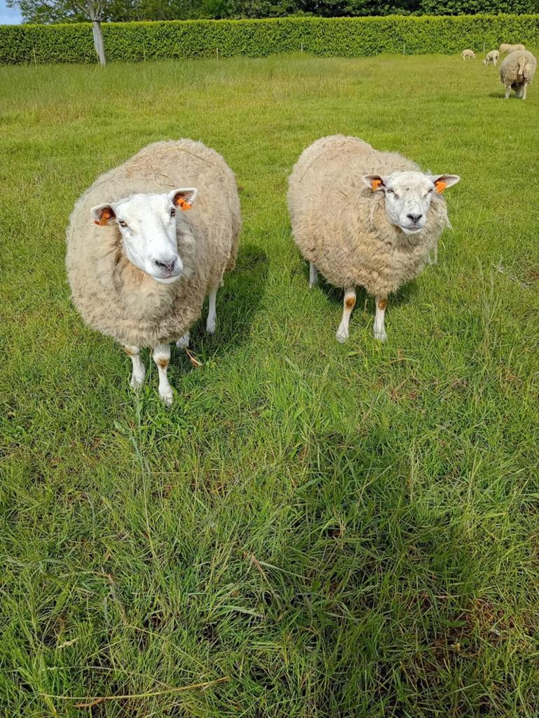 OOIEN TE KOOP