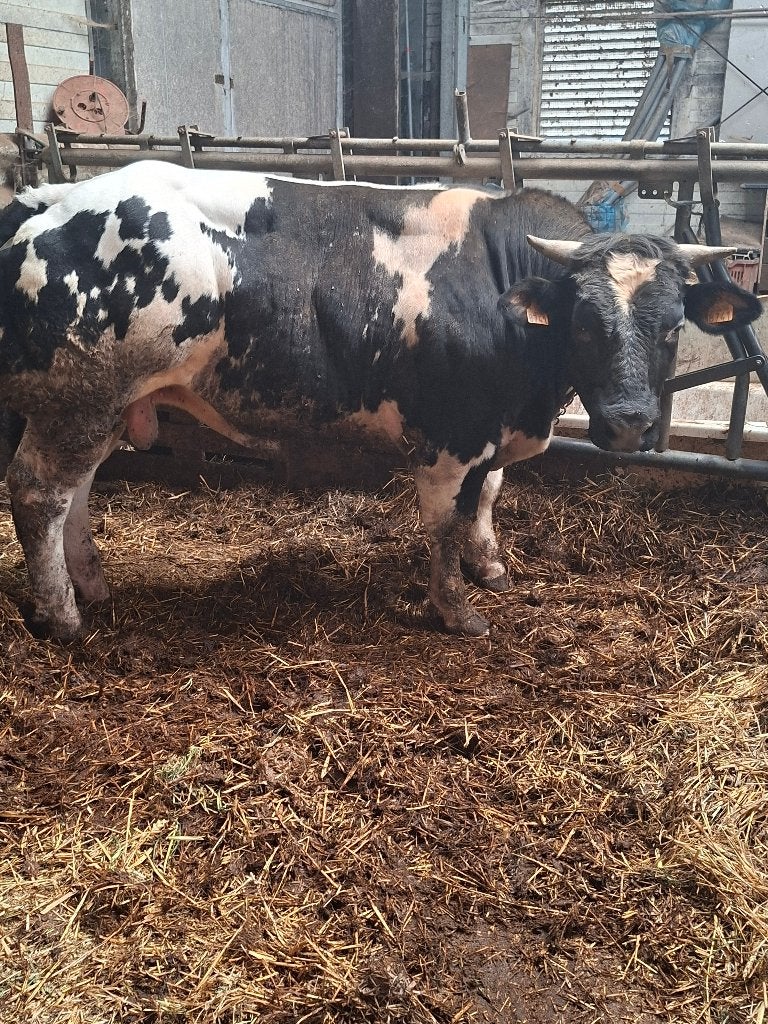 Wit-Blauwe dikbil stier, Dieren en Toebehoren, Runderen, Mannelijk, 0 tot 2 jaar