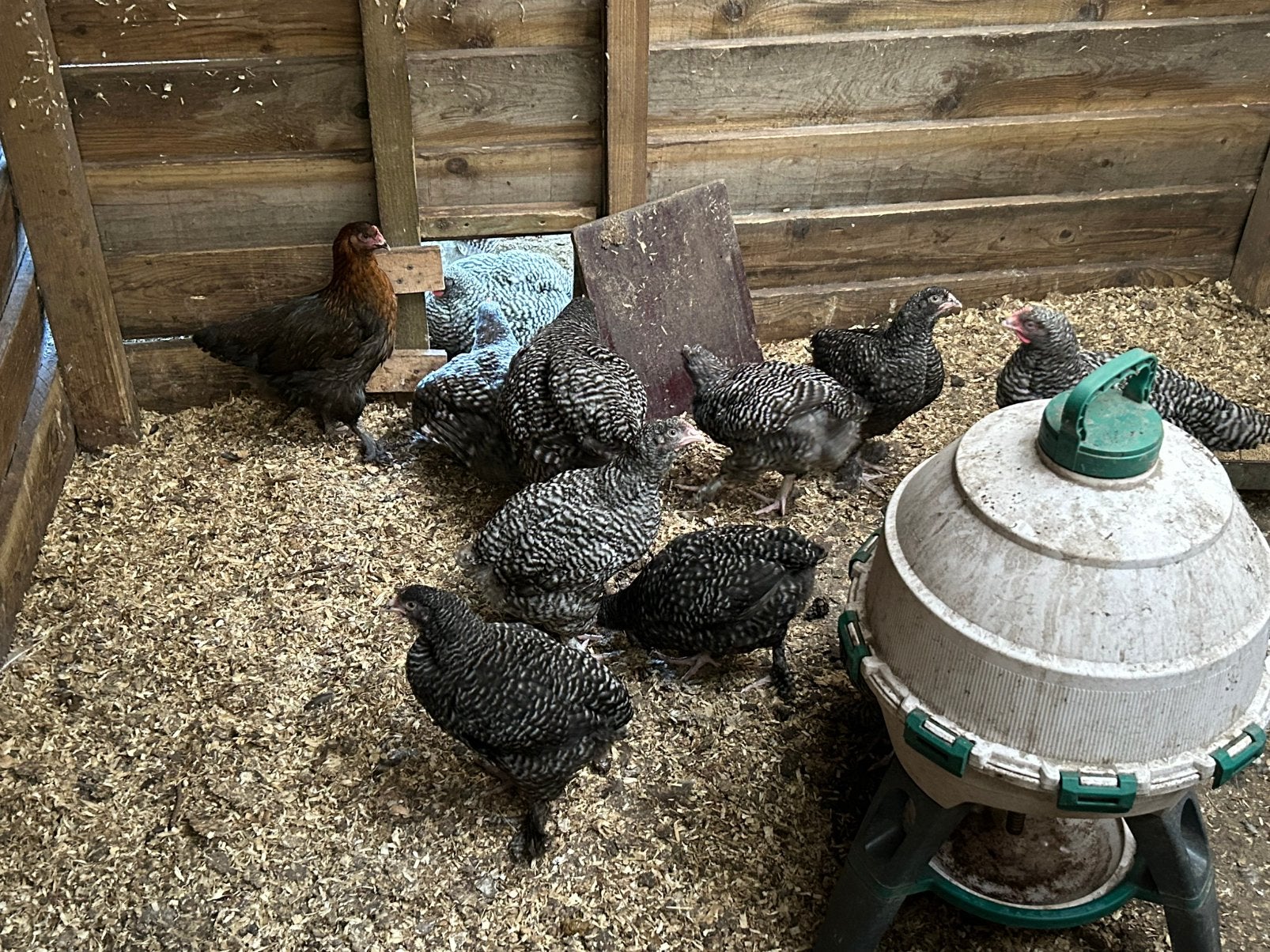Mechelse koekoek hennen, Dieren en Toebehoren, Pluimvee