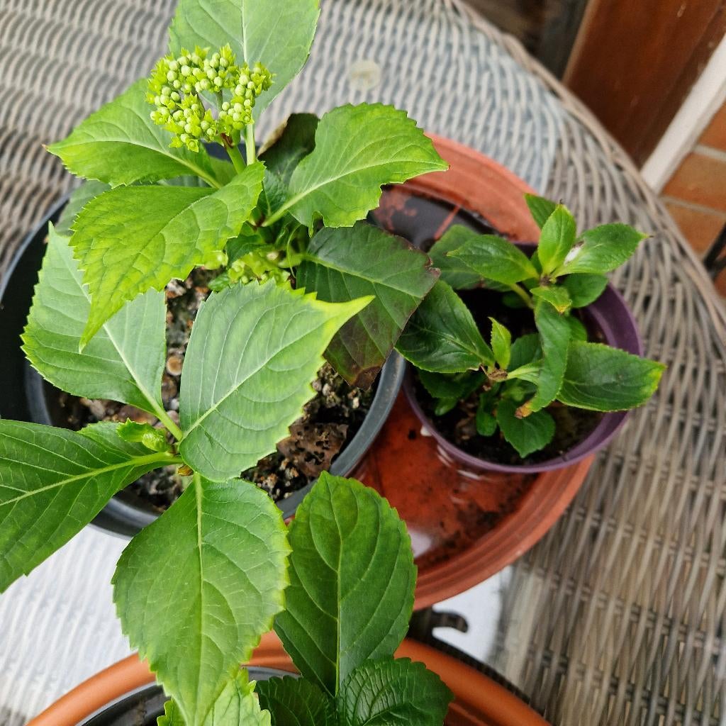 hortensia's stekjes, Tuin en Terras, Ophalen