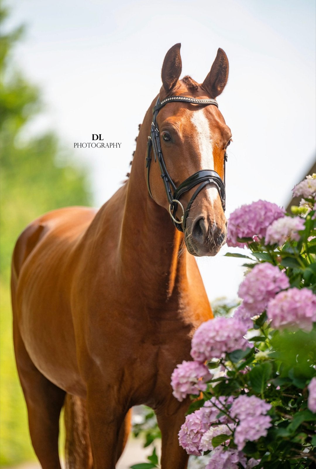 Aansprekende 5 jarige ruin For Ferrero x Ferguson, Animaux & Accessoires, Chevaux, Hongre, B, 160 à 165 cm, 3 à 6 ans, Avec pedigree