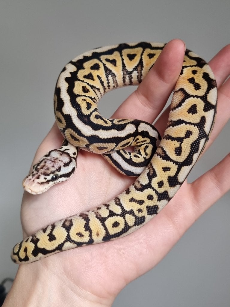 0.1 special spotnose pastel het clown koningspython Ball Python photo 2