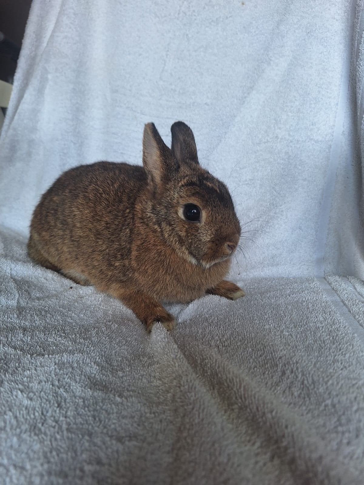 kleurdwerg voedsters, Dieren en Toebehoren, Vrouwelijk, Dwerg, 0 tot 2 jaar