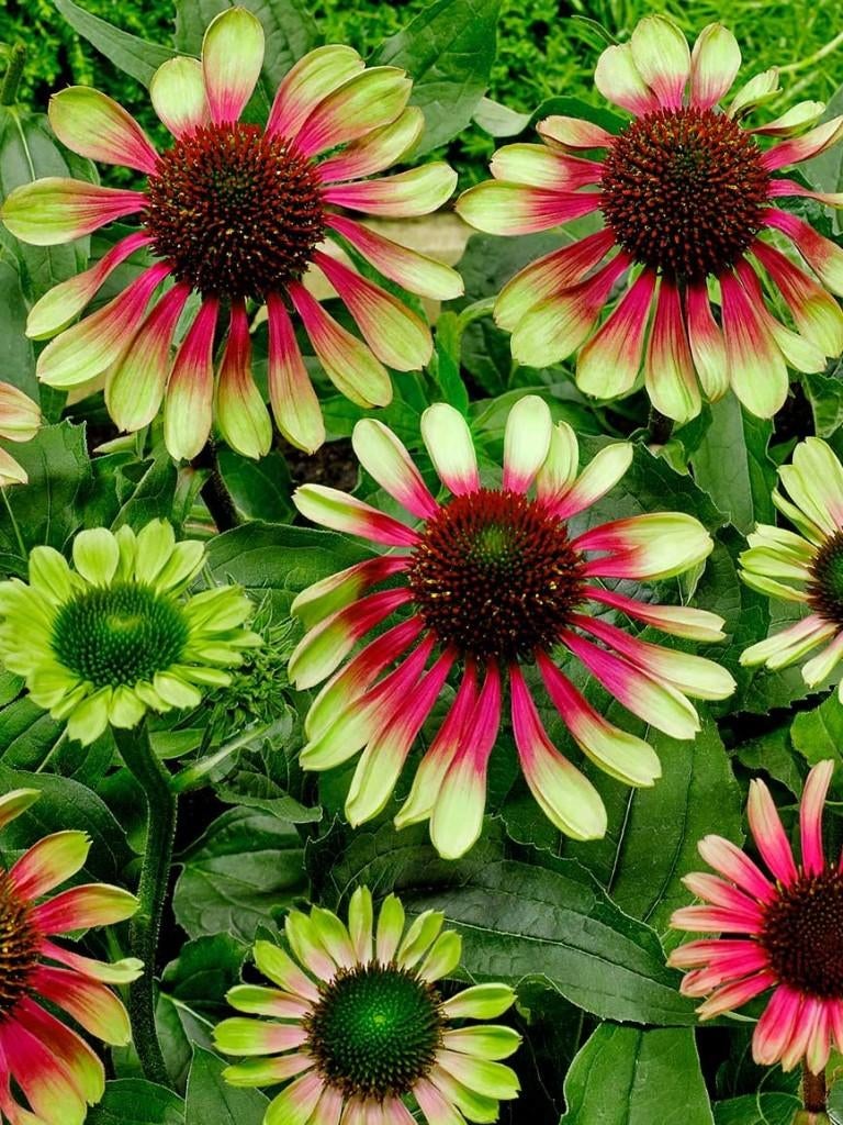 2 echinacea green twister en 2 echinacea  ruby gigant in pot, Tuin en Terras, Ophalen