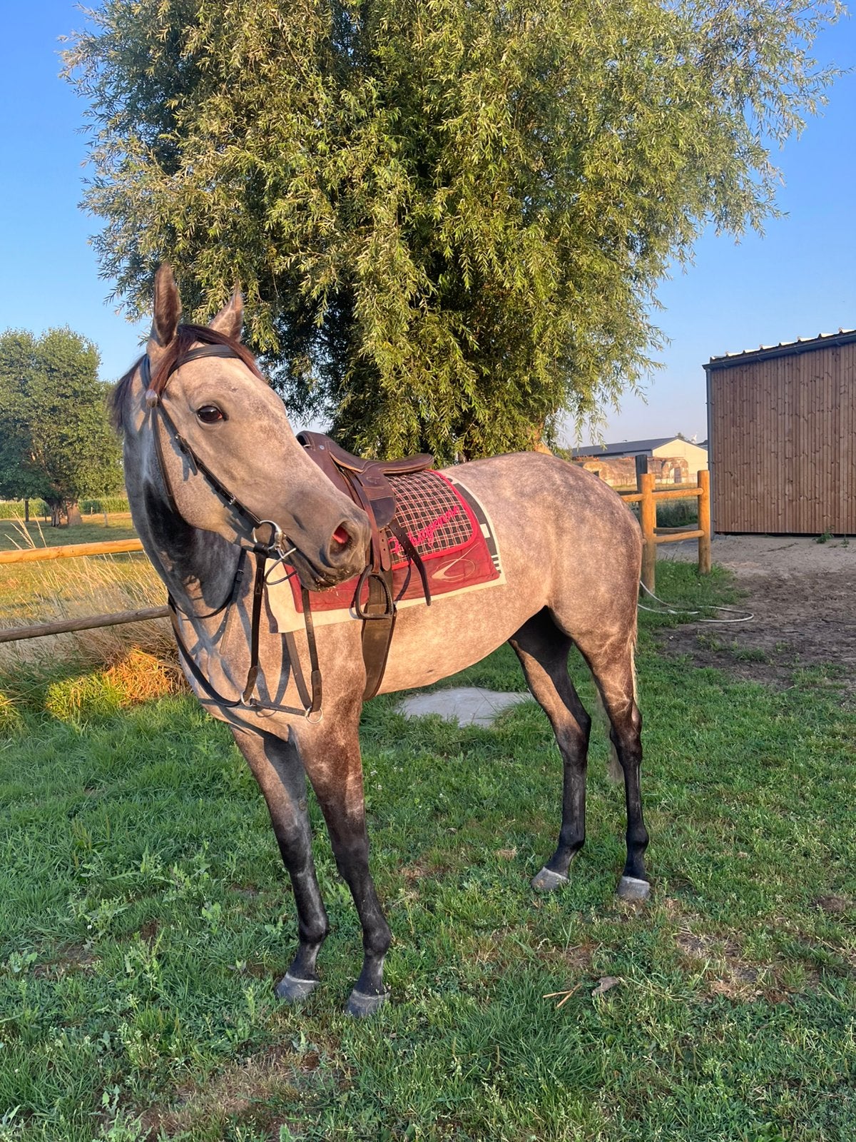 4 jarige brave grijze merrie te koop, Jument, Vermifugé, 3 à 6 ans