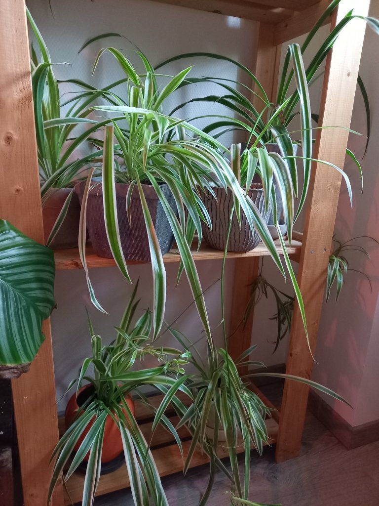 Graslelie (Chlorophytum comosum), Ophalen