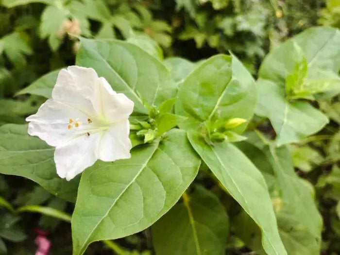 Nachtschone plantjes witte bloem, Tuin en Terras, Ophalen, Zomer, Vaste plant