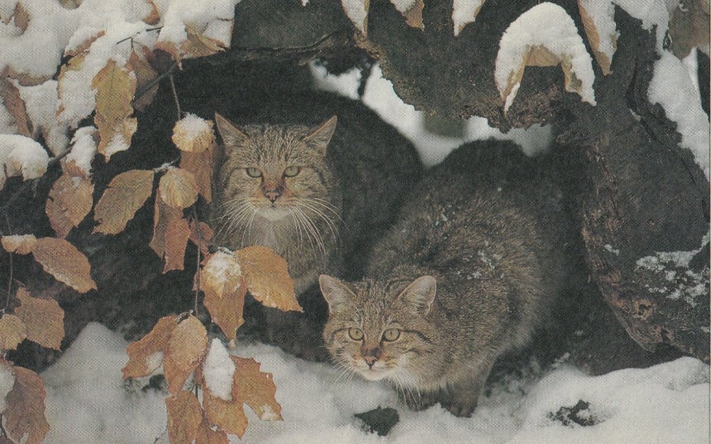 WILDE  KATTEN, Ophalen of Verzenden, Ongelopen, Wild dier