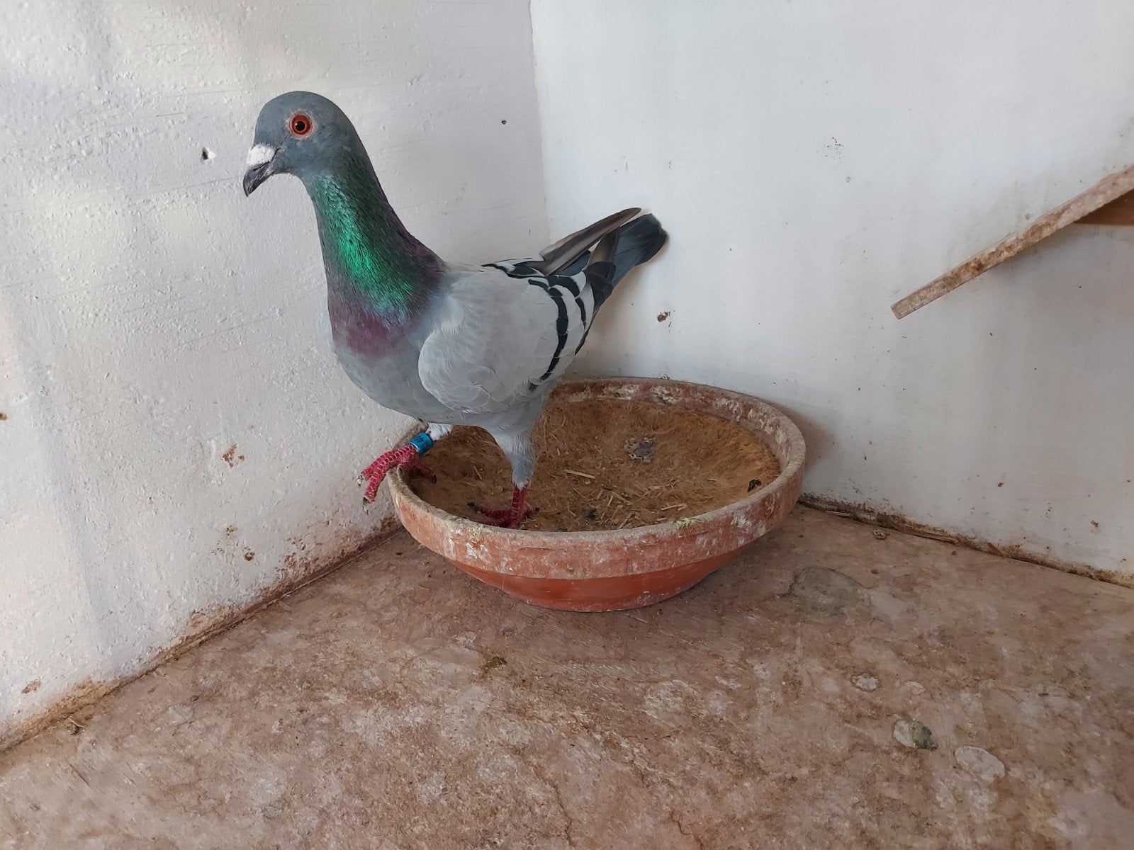 duiver 2026, Mâle, Pigeon voyageur