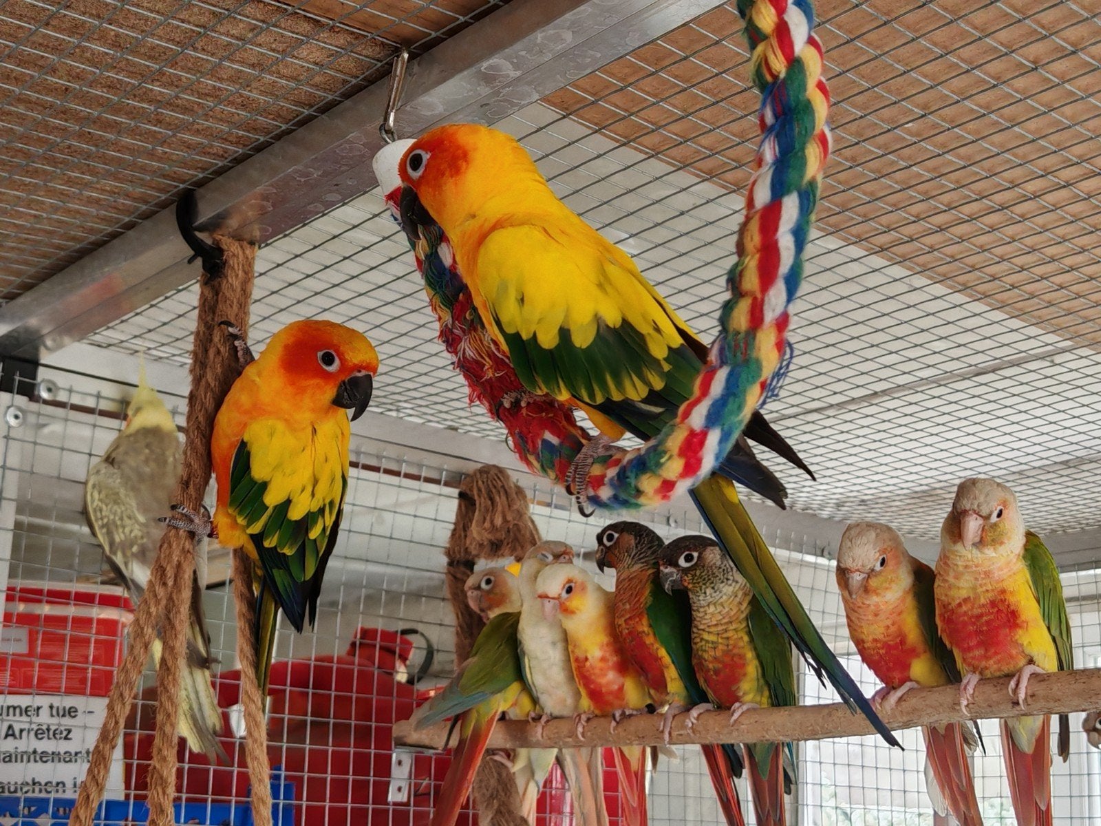 tres beau couple de Conure Soleil, Plusieurs animaux