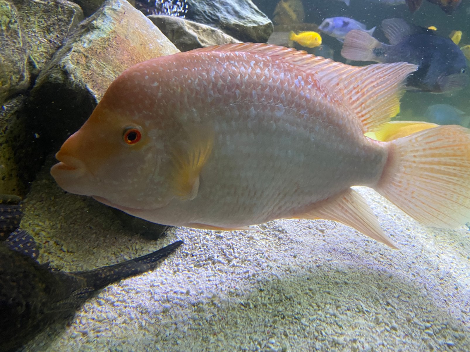 Red Devil cichlide (Amphilophus labiatus), Dieren en Toebehoren