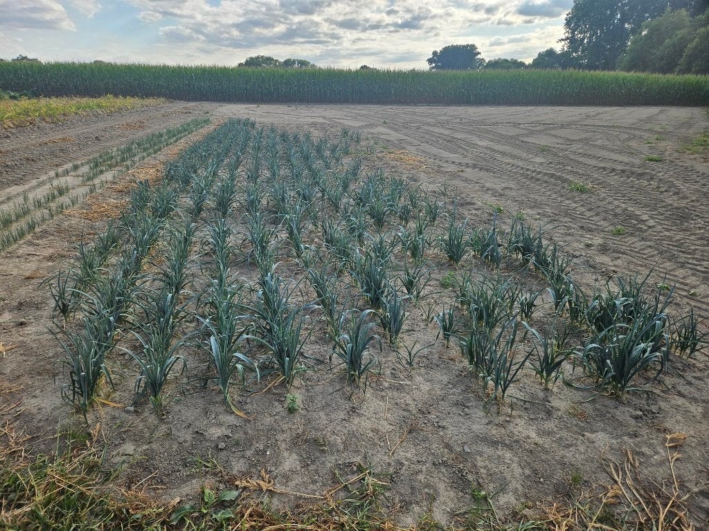 Mooie preiplantjes te koop, Ophalen, Overige soorten