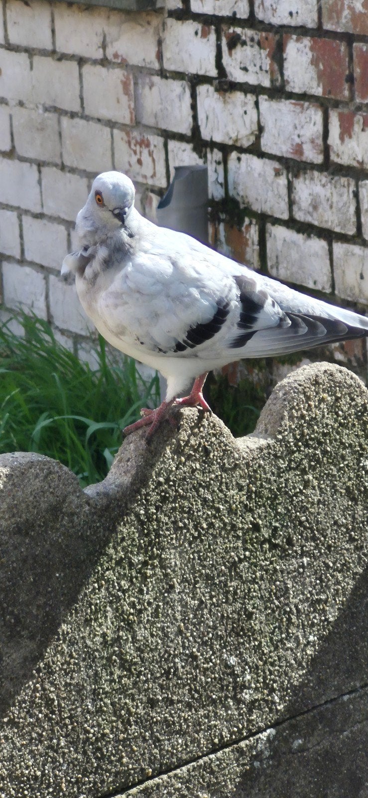 duiven te koop, Dieren en Toebehoren