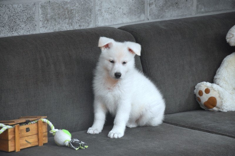 Kortharige Zwitserse Witte Herder pup, Dieren en Toebehoren, België, Reu, CDV (hondenziekte), 8 tot 15 weken