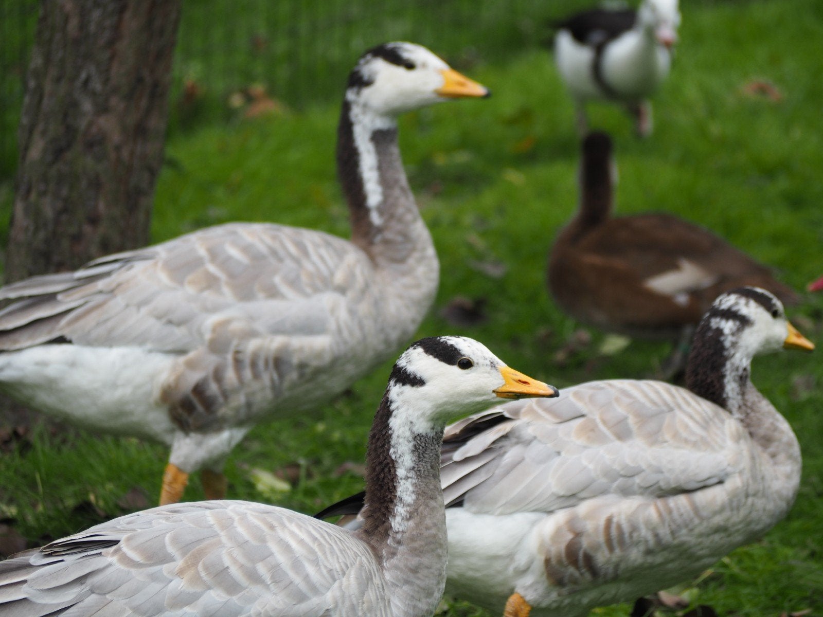 ganzen Streepkopganzen, Dieren en Toebehoren, Meerdere dieren, Gans of Zwaan