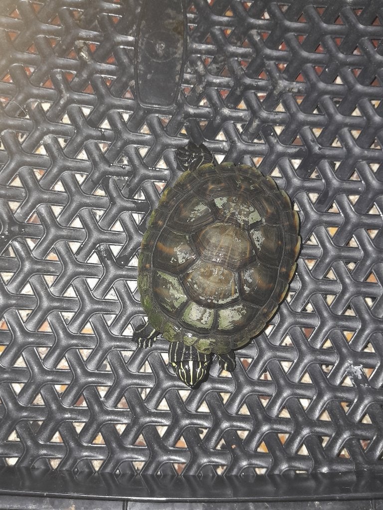 tortue aquatique a donner, Tortue, Avec terrarium