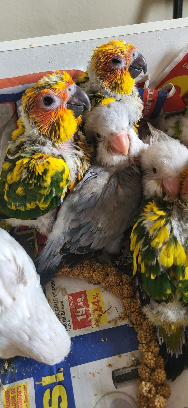 Conure souris et soleil