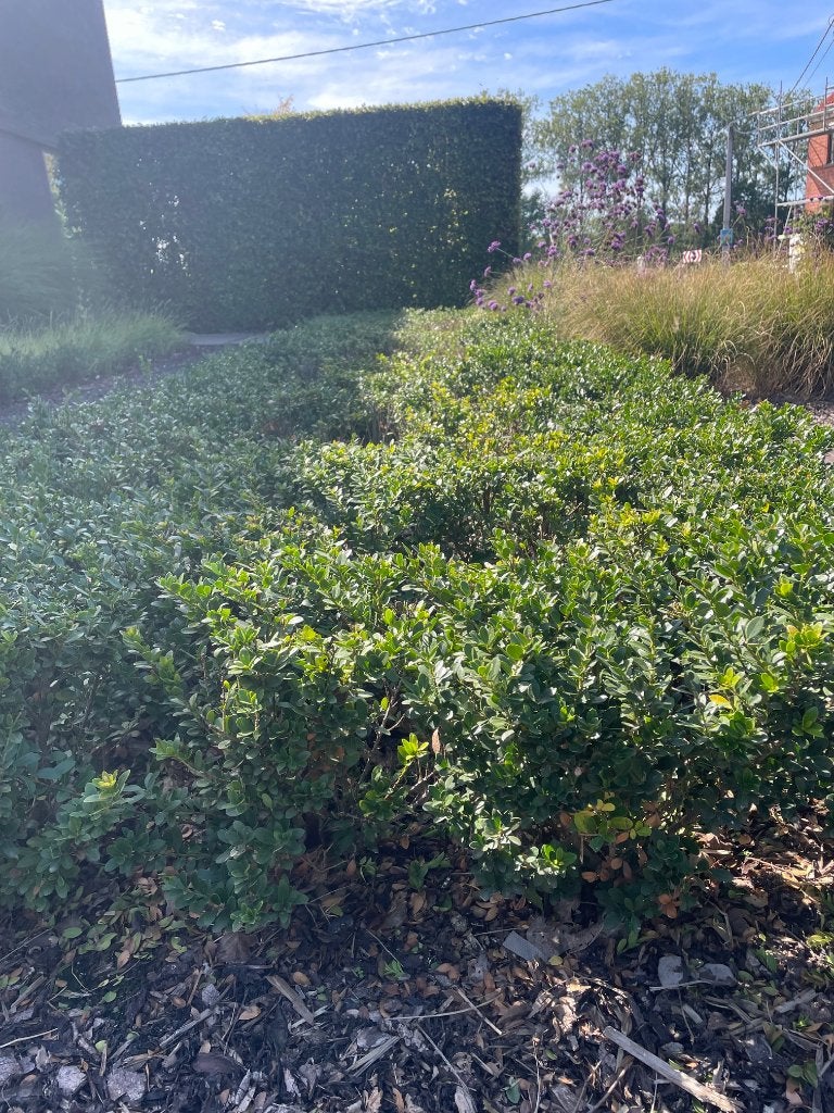tuin, Tuin en Terras, Ophalen, Overige soorten, Haag, Minder dan 100 cm