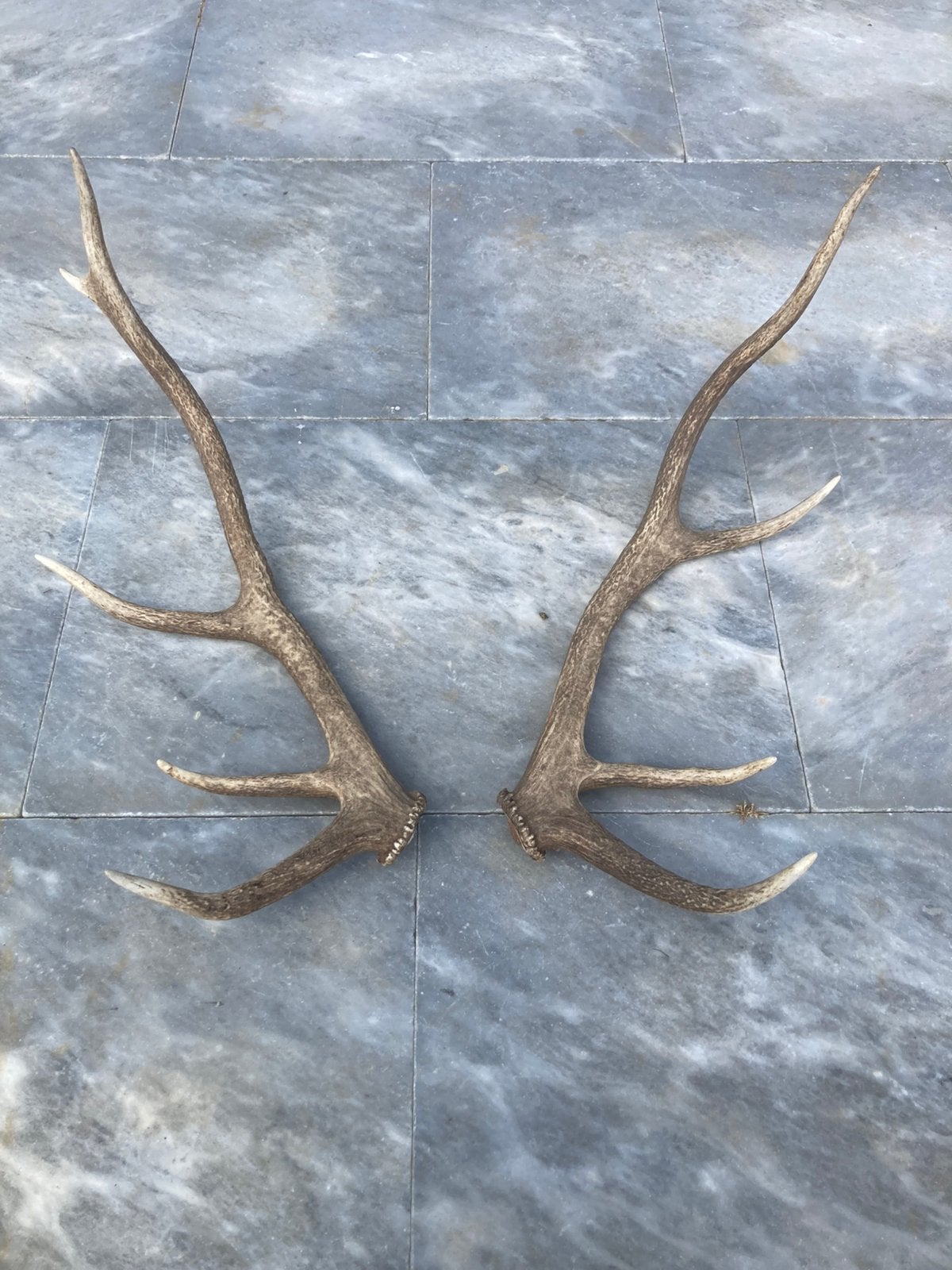 Bois de cerf, Enlèvement ou Envoi, Comme neuf, Cerf