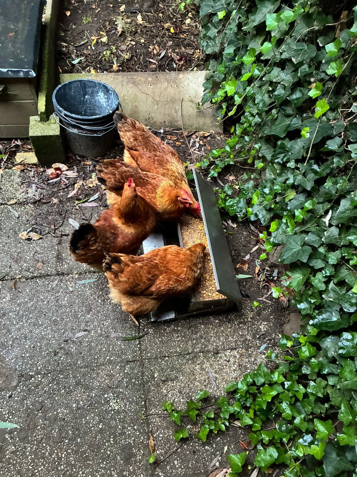 Grote gezonde bruine legkippen, Dieren en Toebehoren, Vrouwelijk, Kip