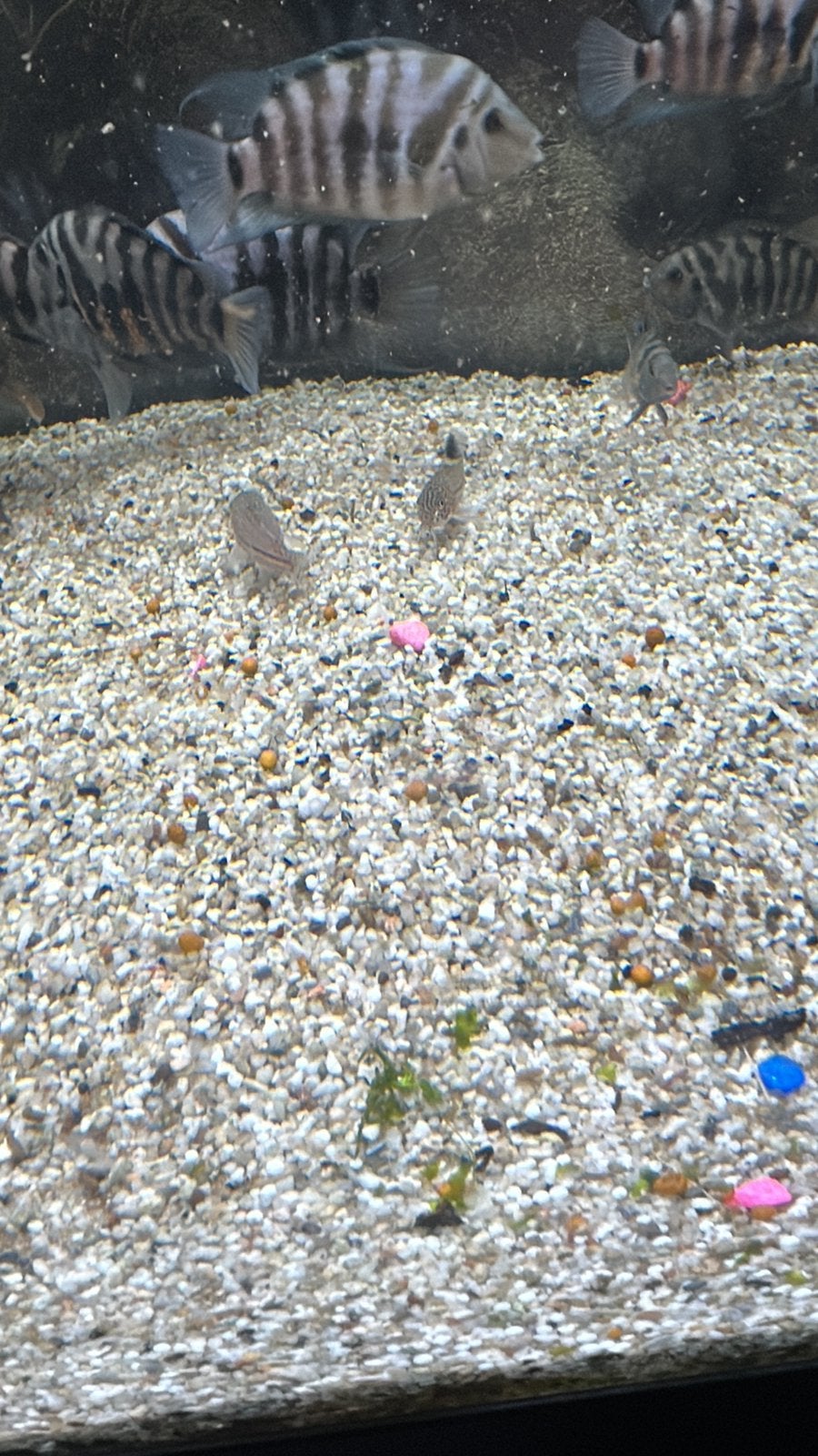 CORYDORAS JULII/TRILINEATUS - LUIPAARDBODEMKUISER, Dieren en Toebehoren, Vissen | Aquaria en Toebehoren, Ophalen