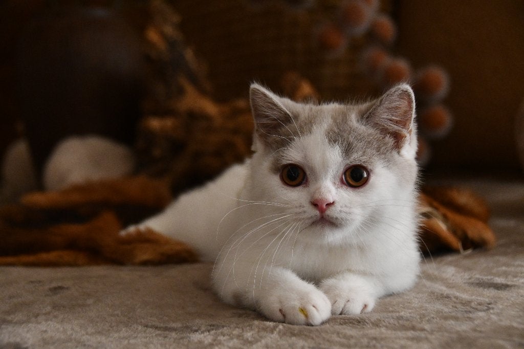 brits korthaar kitten, Animaux & Accessoires, Chat, Avec pedigree, 0 à 2 ans