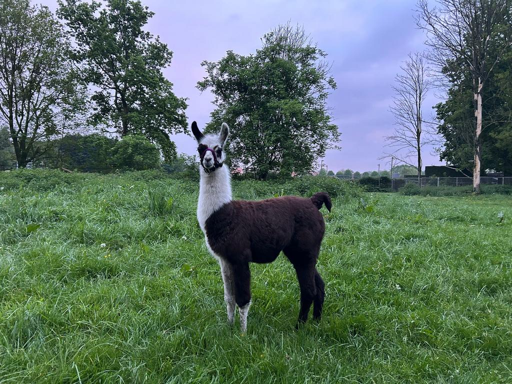 Lama hengst Zipi, Dieren en Toebehoren, Maart, Mannelijk