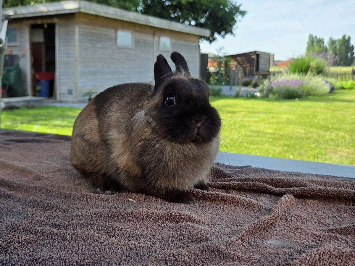 Kleurdwerg - Midden sepia Marter - Ram, Dieren en Toebehoren, Mannelijk, Dwerg, 0 tot 2 jaar