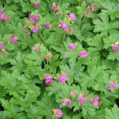 geranium macrorrhizum, Tuin en Terras, Ophalen