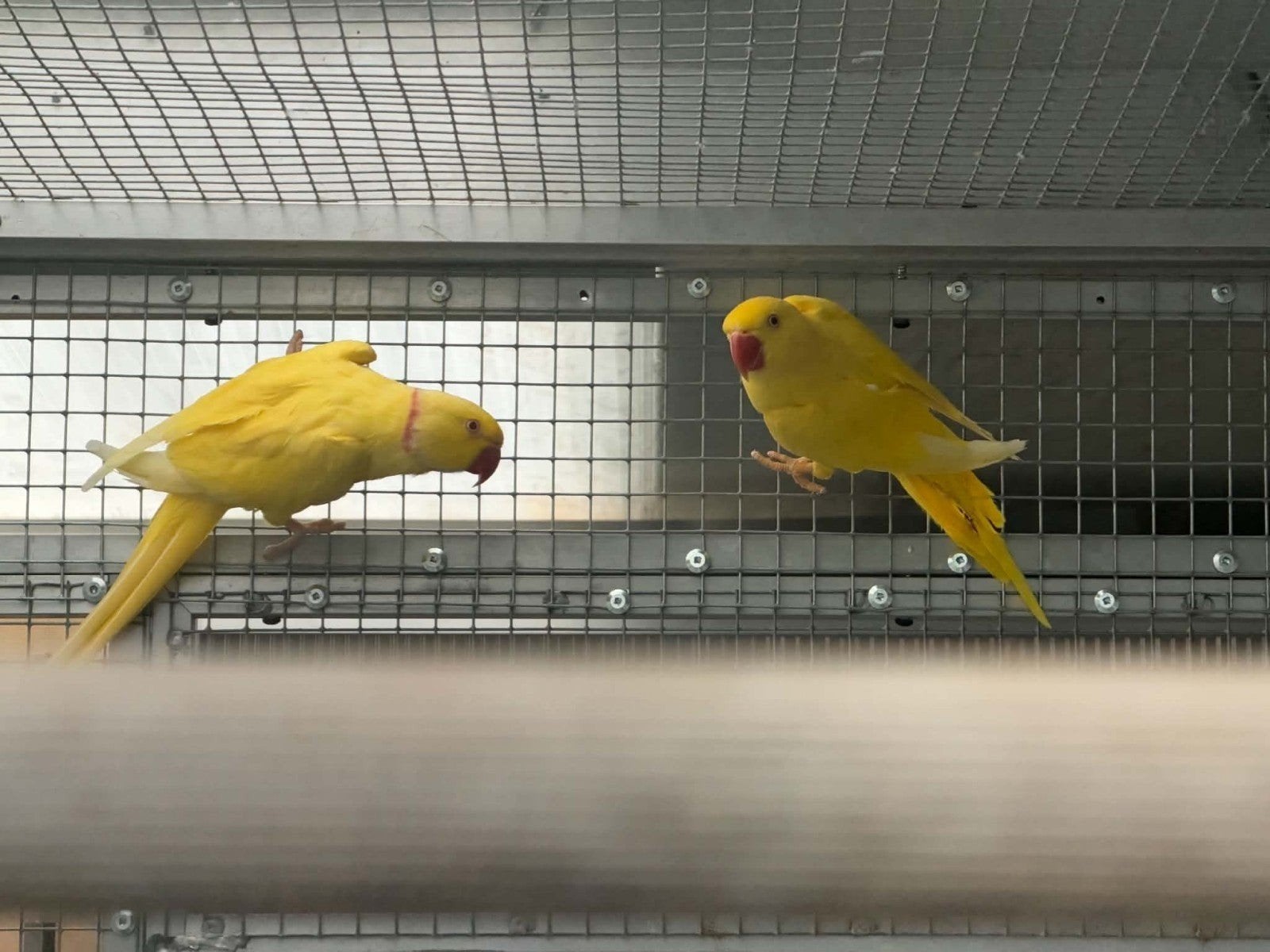 lot vogels te koop allemaal kweekkoppels, Ophalen