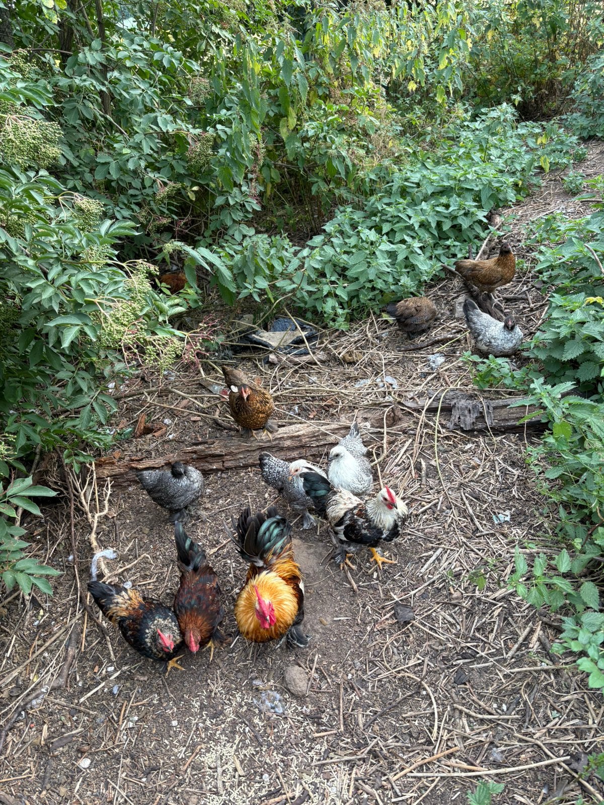 Poulets gratuits, Plusieurs animaux, Poule ou poulet