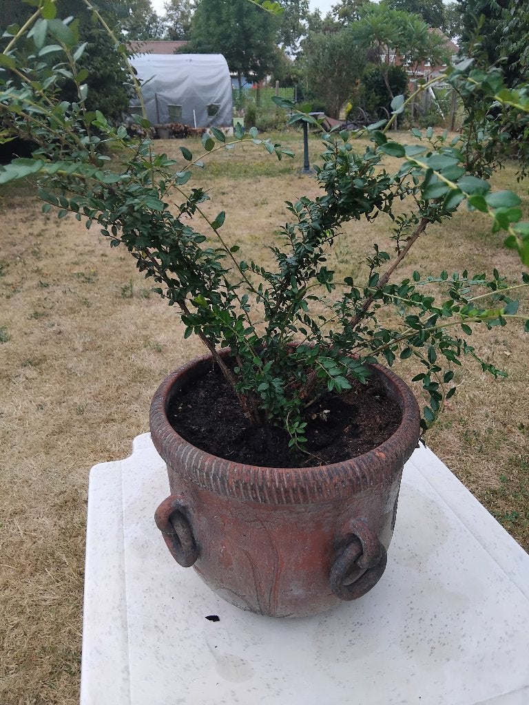 cache pot plus plante, Jardin & Terrasse, Plantes | Jardin, Enlèvement