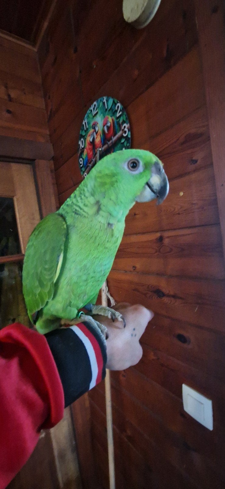 amazone à cou jaune, Femelle, Perroquet, Parleur