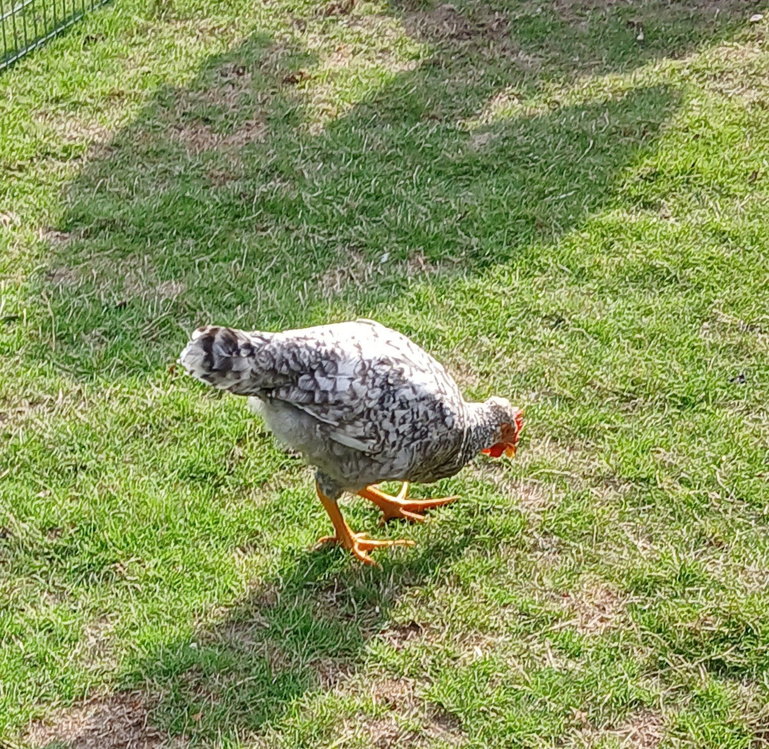 pluimvee, Dieren en Toebehoren, Mannelijk