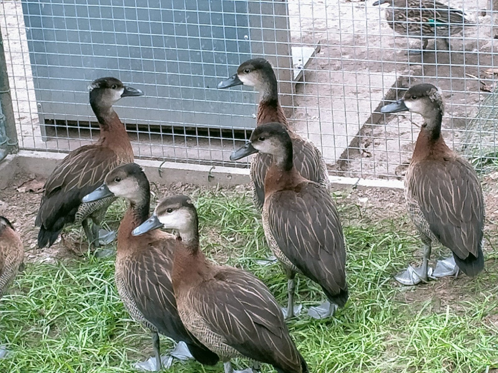 eenden - siereenden, Dieren en Toebehoren, Pluimvee