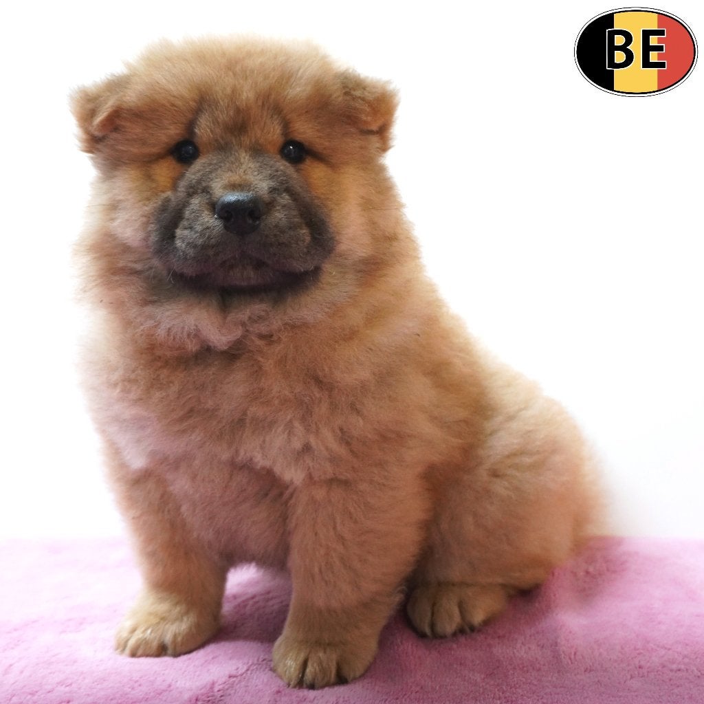 Chow Chow (teefjes) Belgische pups te koop, Dieren en Toebehoren, België, CDV (hondenziekte), 8 tot 15 weken, Teef