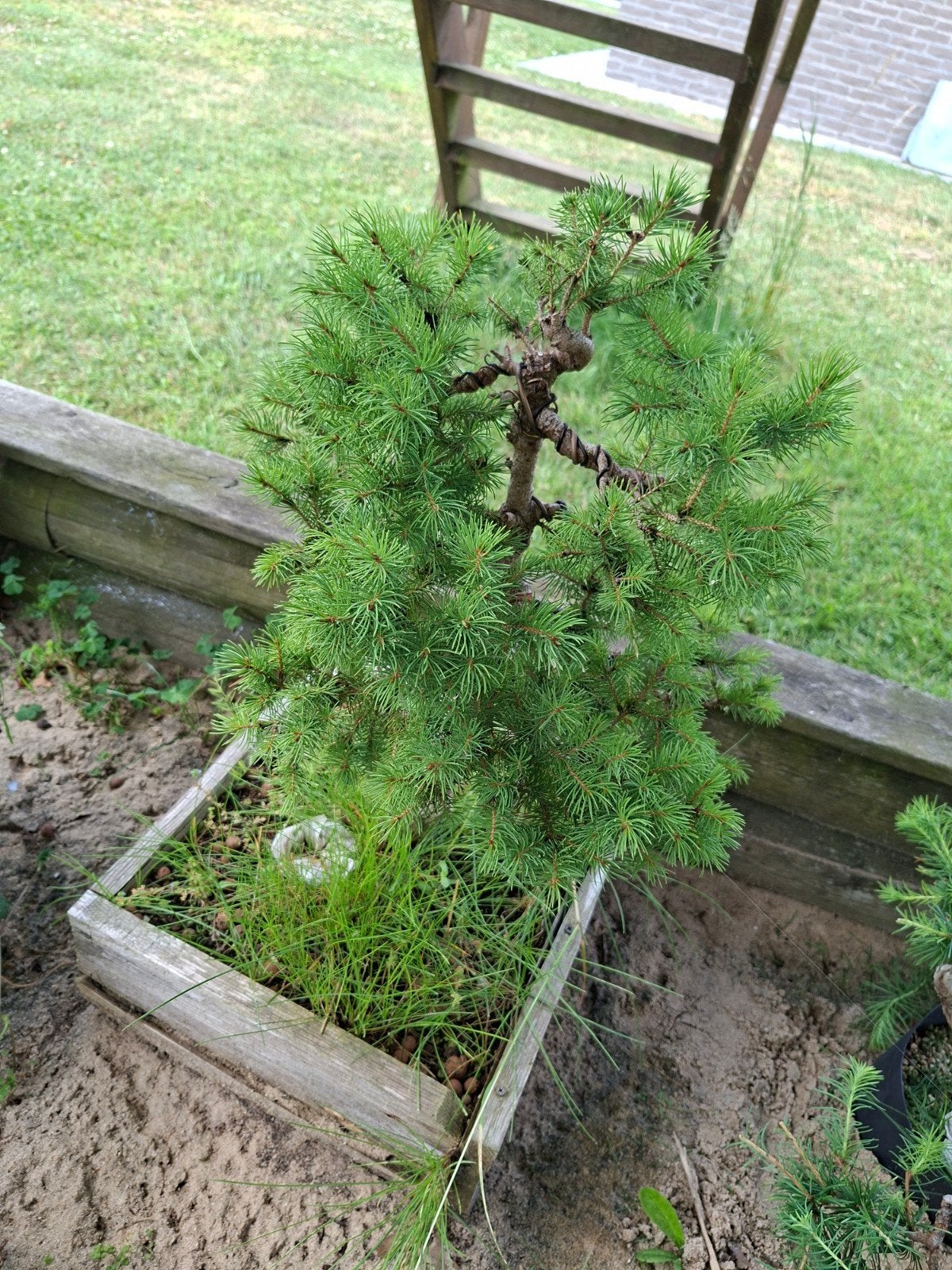 bonsai boom den, Ophalen