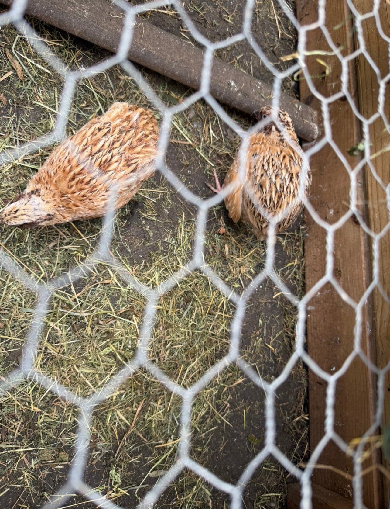 4 cailles jumbo mâle à 15€ les 4, Animaux & Accessoires, Enlèvement
