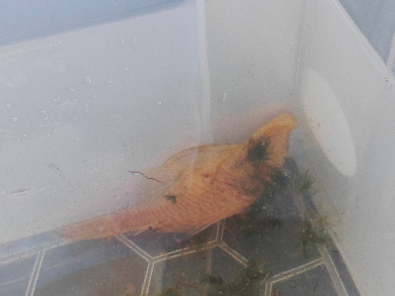 Albino pleco 7cm, Dieren en Toebehoren, Overige typen, Zoetwatervis