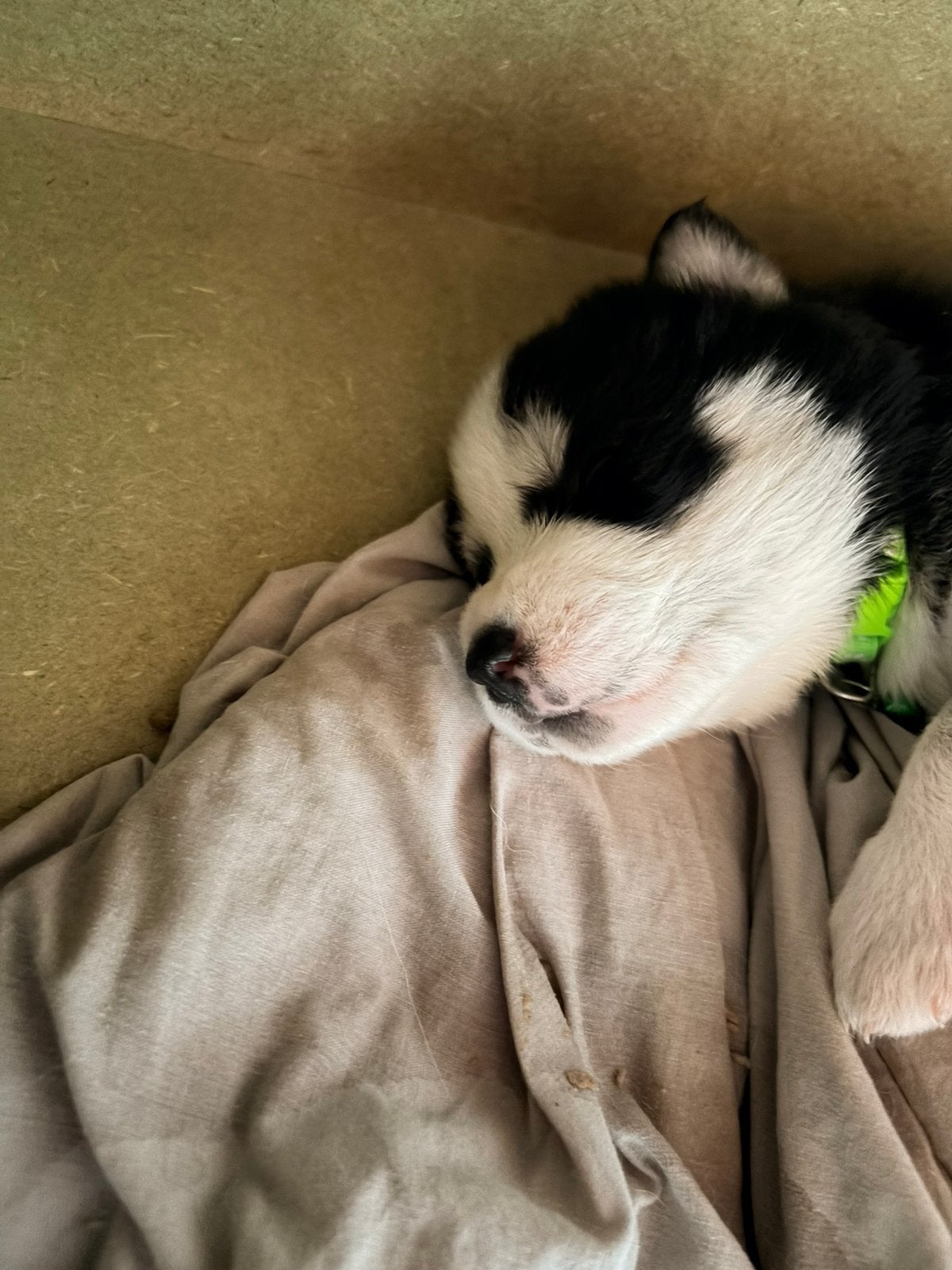 Husky - Australische herder, België, Particulier, 8 tot 15 weken, Teef