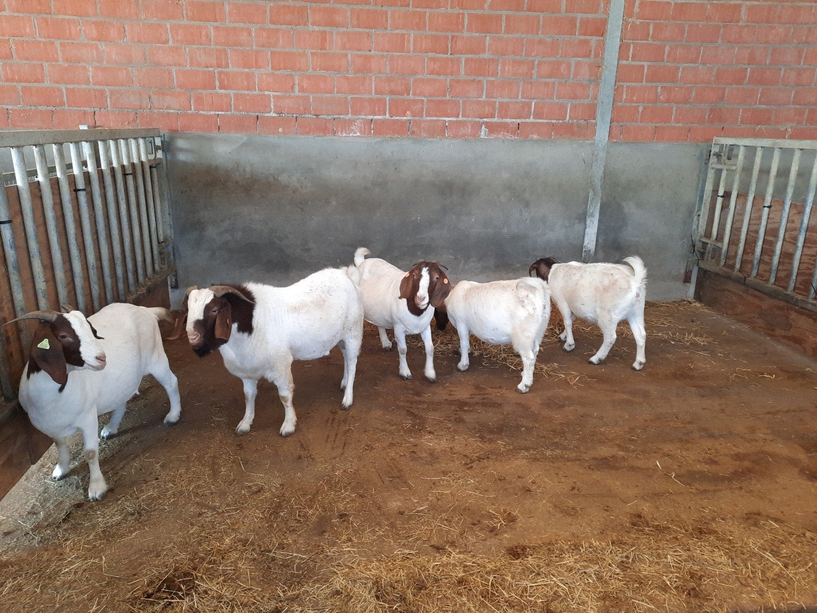 Boergeiten met stamboek, Dieren en Toebehoren, Meerdere dieren, Geit