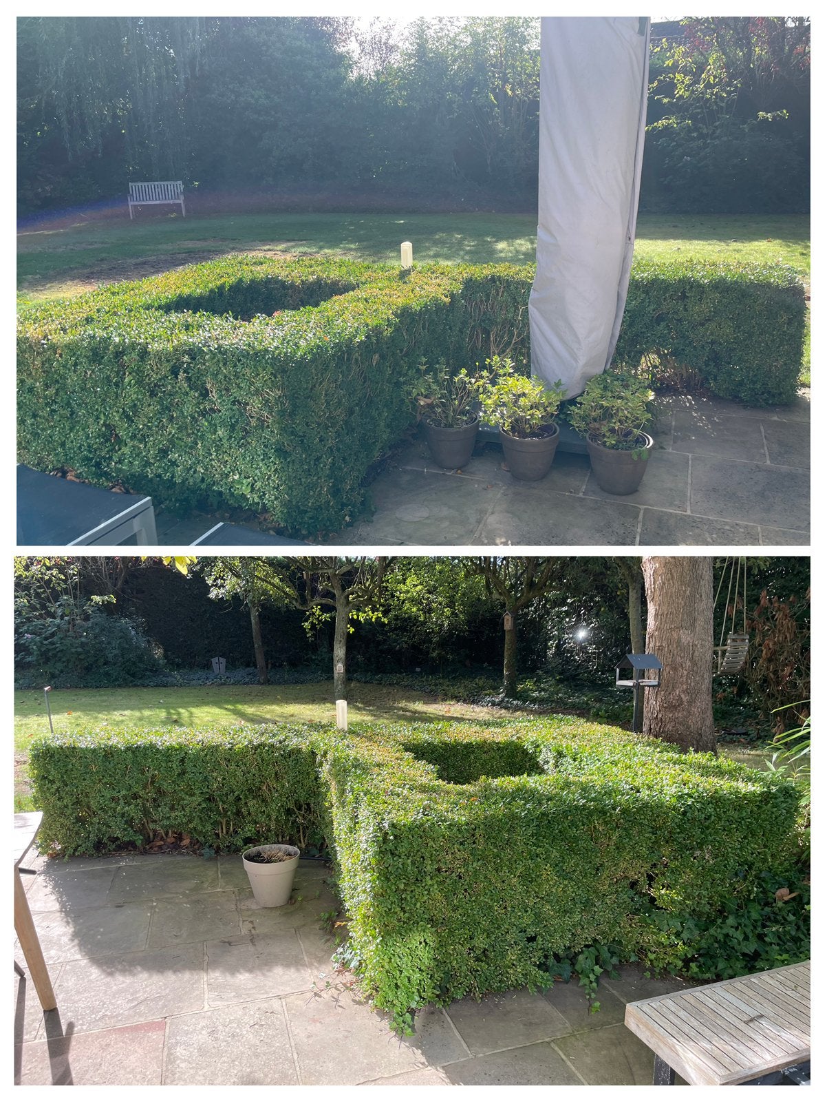 Buxushaag L 14m x B 60cm x H 70cm, Tuin en Terras, Ophalen, Buxus, Haag
