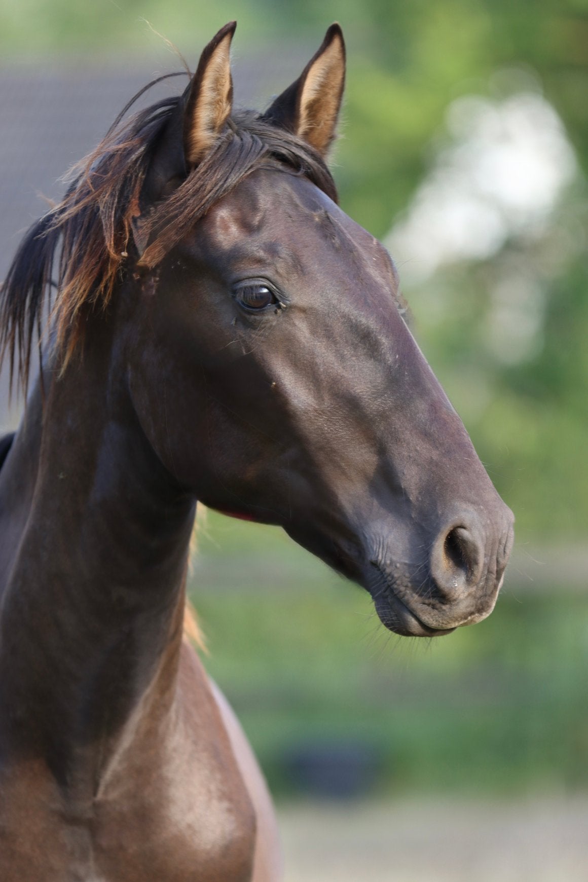 Zwart PRE hengst jaarling, Dieren en Toebehoren, Hengst, Dressuurpaard
