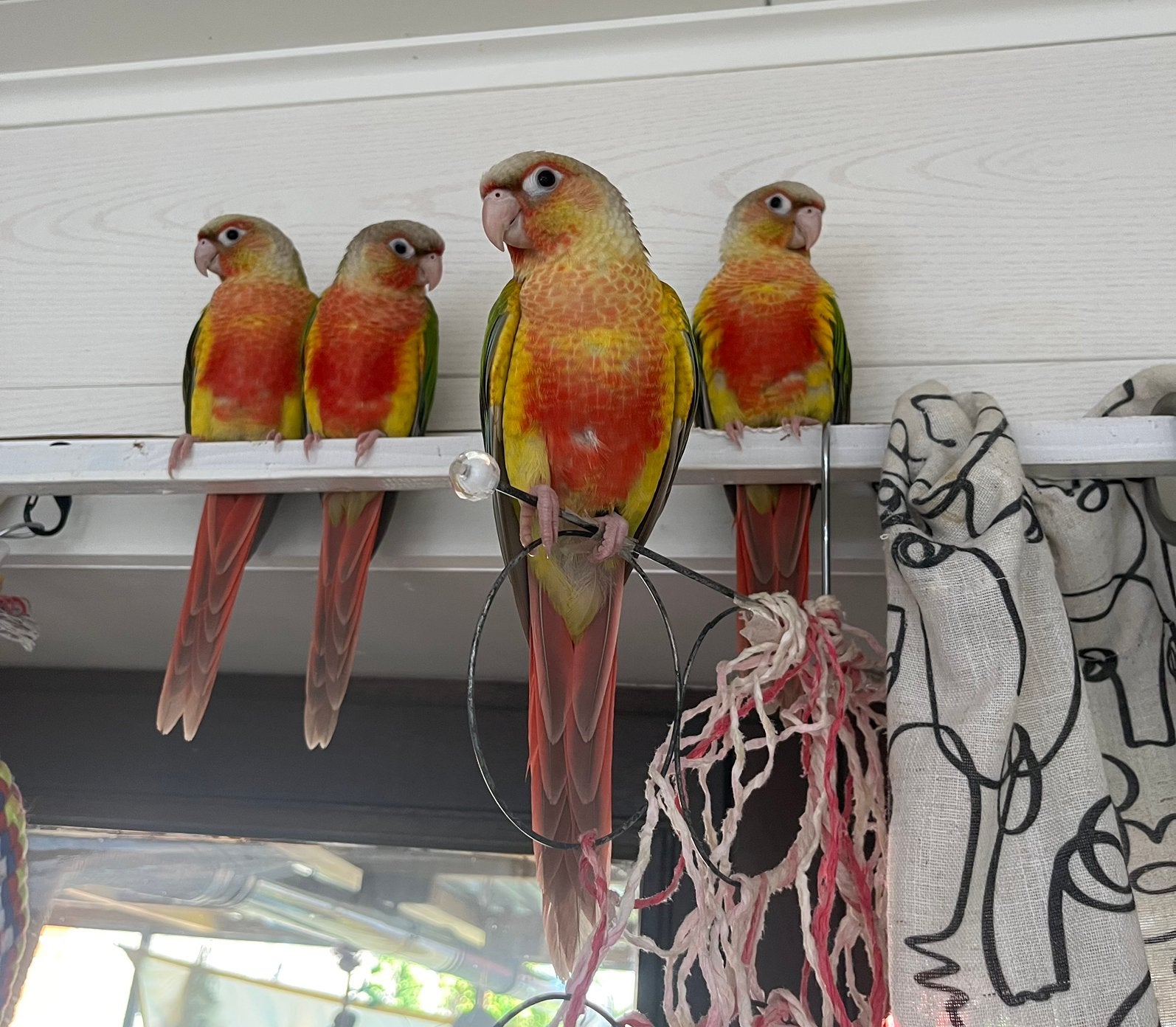 Conure pyrrhura molinae, Animaux & Accessoires